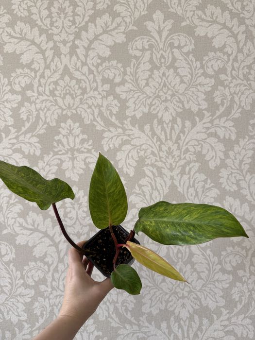 Филодендрон Медуза 2500 тенге