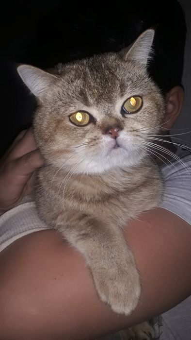 Вязка. Шиншала золотистый