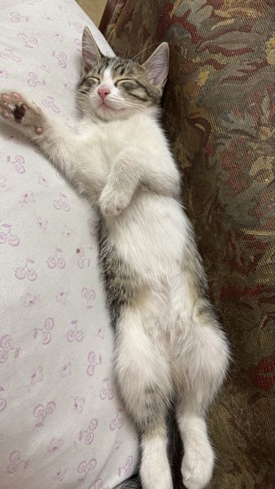 Котята ищут свой дом