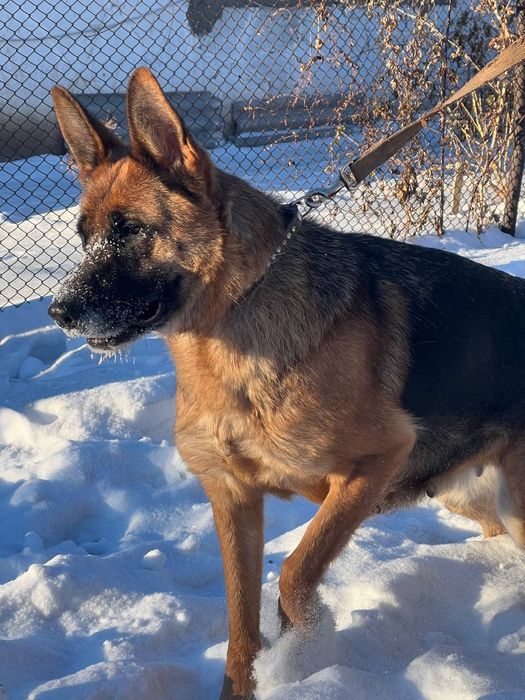 Элитные щенки немецкой овчарки