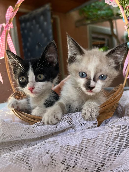 Котята в добрые руки!