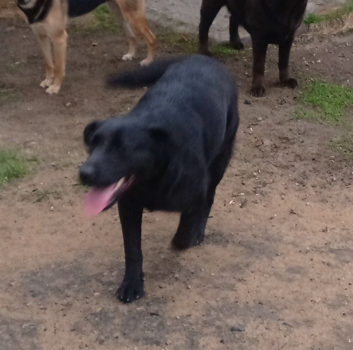 Девочка - лабрадор в ответственные руки