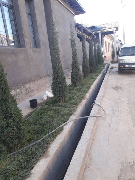 Gazon ruloniy yevro urugʻ