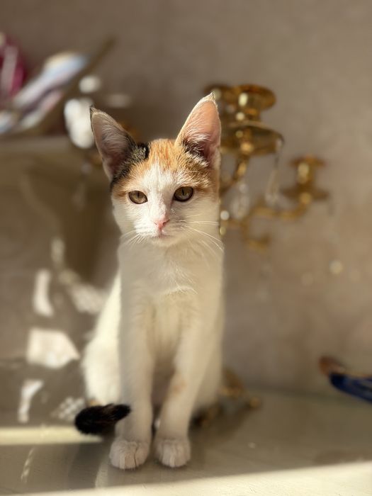 Ласковая, нежна кошечка Ася