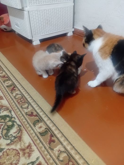 Котята в добрые руки