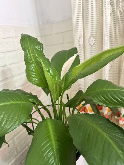 Хойя принцесса Аргентия