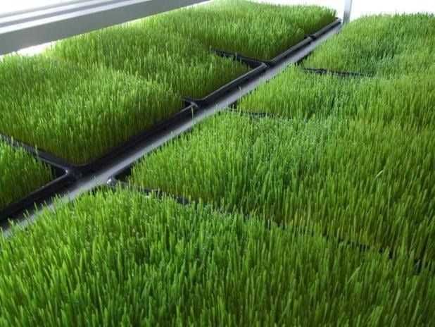 Продажа высококачественного гидропонного корма для скота (Только опт)!