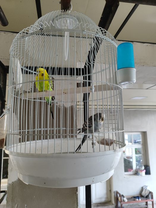 Quwla  sotiladi  qafasi bilan