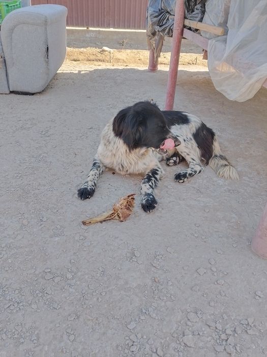 Щенята 2 мес мама охотник