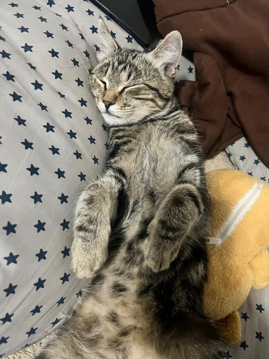 Пропал кот возраст год