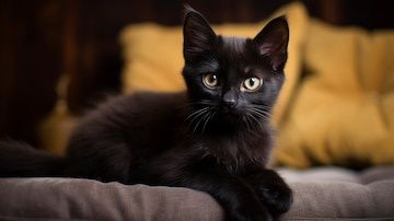 Котята ( прочтите сами и передайте своим знакомым)