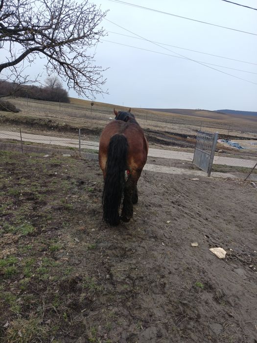 Vând harmasar de 6 ani bun se monta trage bine  cu acte la zi