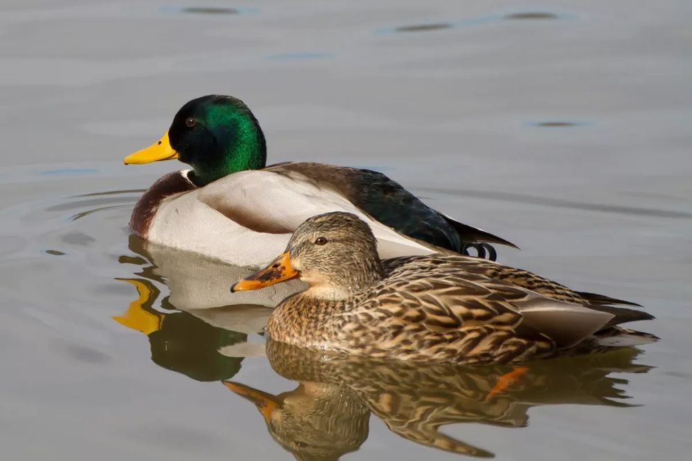 Кряква декий утка