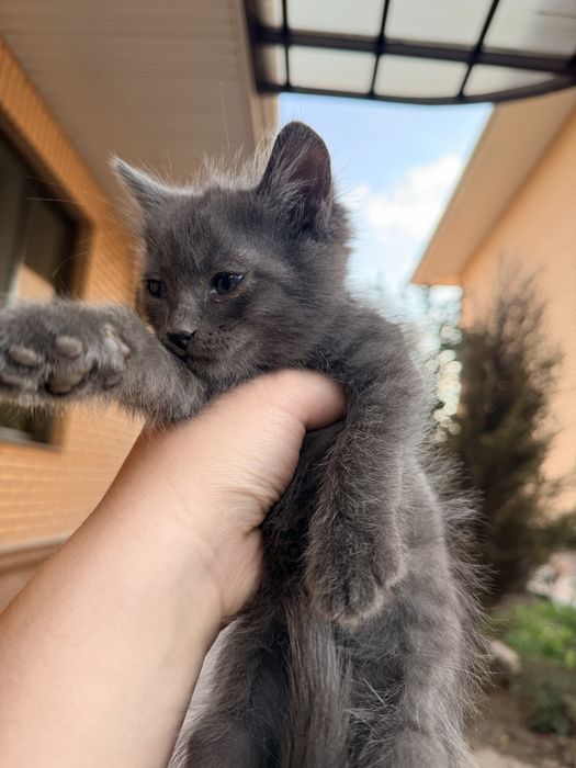 Котята 2 месяца мальчики