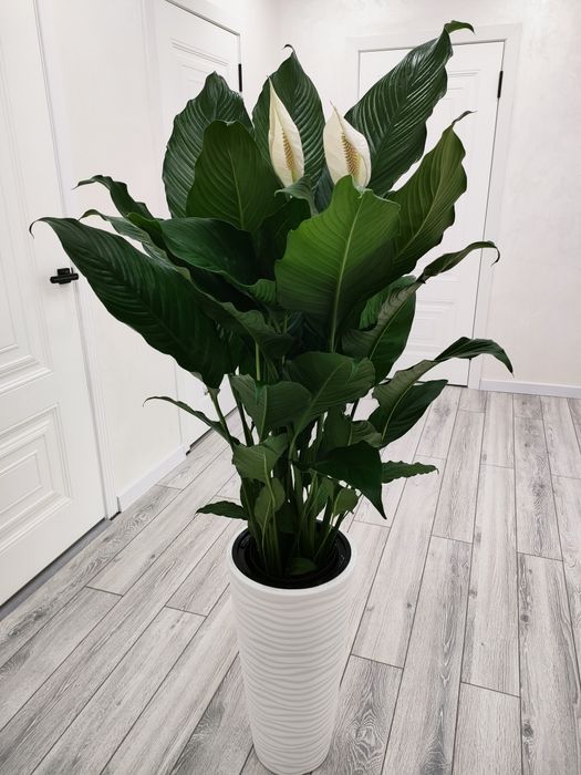 Цветы комнатные!!!  Есть доставка