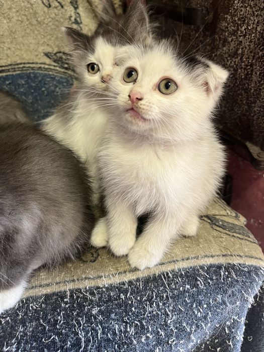 Отдам котят в добрые руки