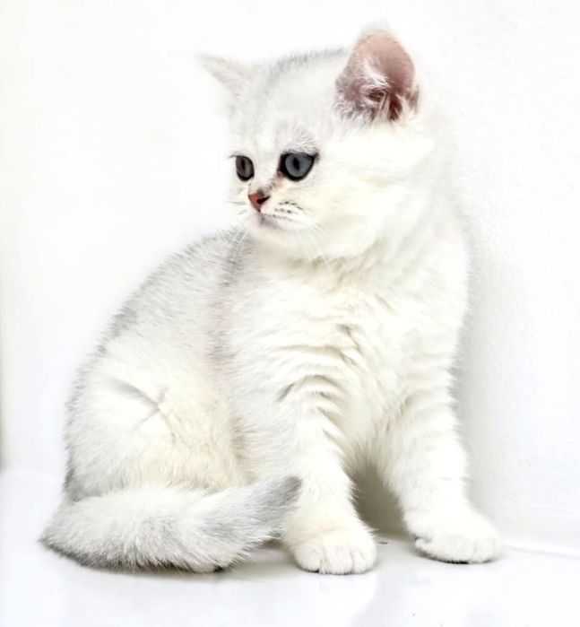 Котята британские зеленоглазые,аквамарин