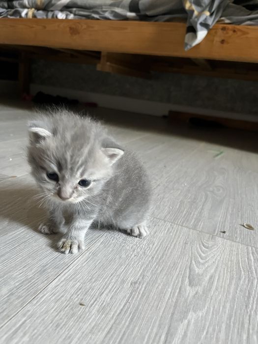 кошки британские вислоухии