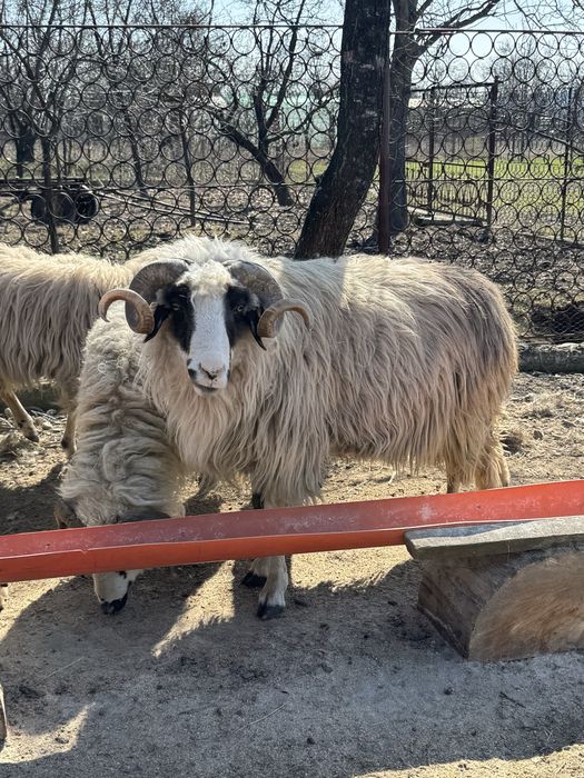 De vanzare 2 berbeci brezi de Hateg