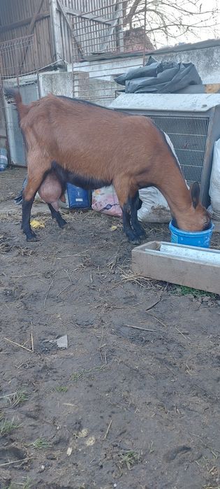 Iedute metis alpina x anglo-nubian