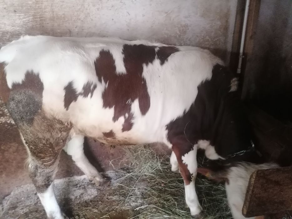 Junică frumoasă de vînzare