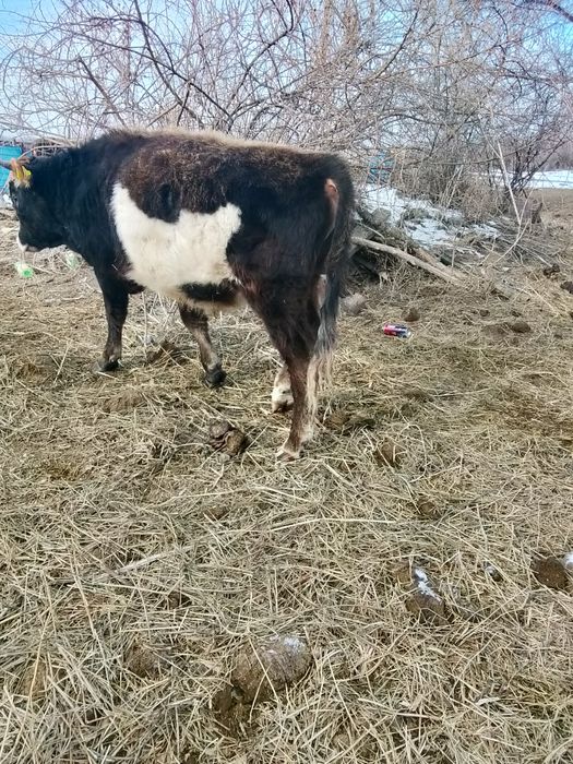 Обмен жоқ ақшалай керек