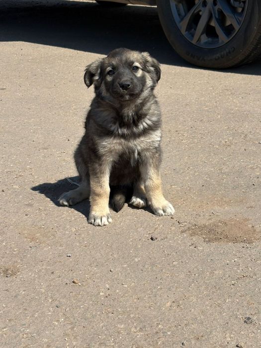 Щенки бесплатноо