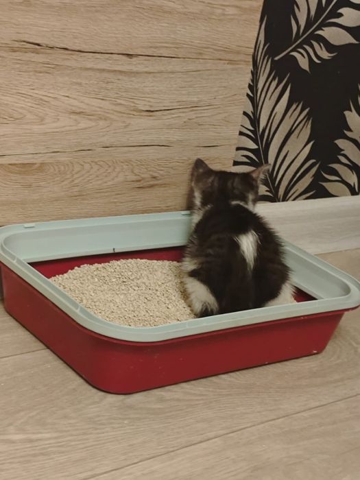 Отдам котенка- мальчик