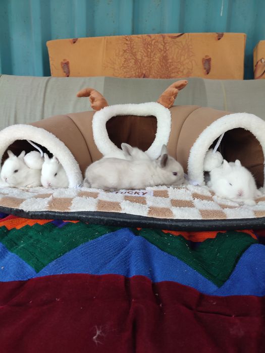 Кролчата декоративные