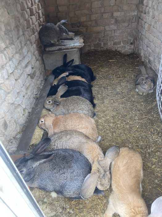 Продам кроликав как бизнес