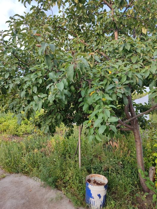 Продам дачу  КОЛОС.