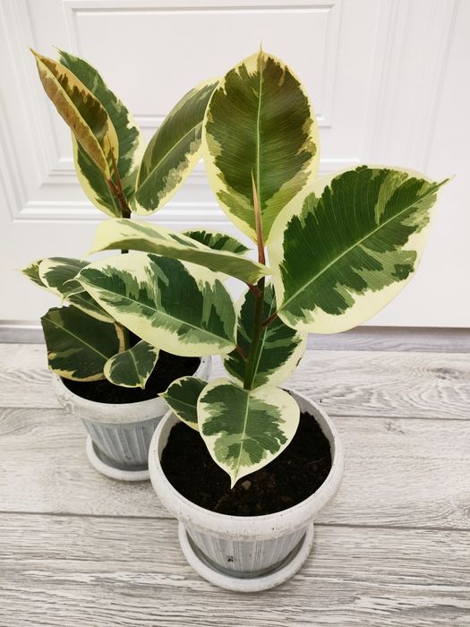 Комнатные растения. Доставка