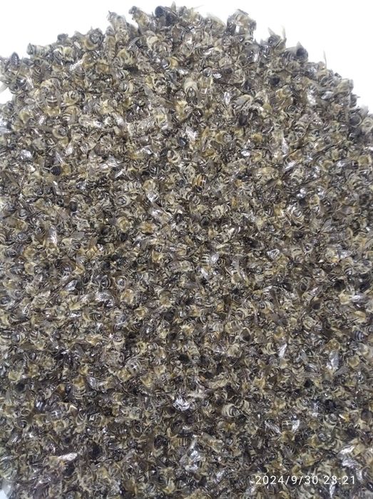 Сушёные пчёлы...