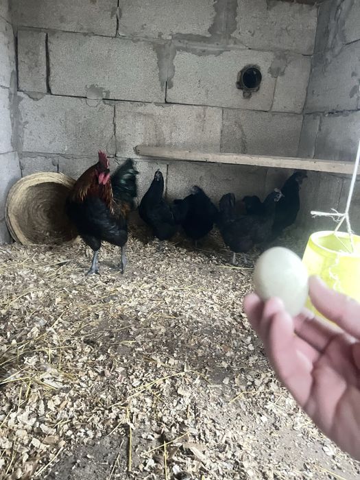 Кури порода  Ухейилюй