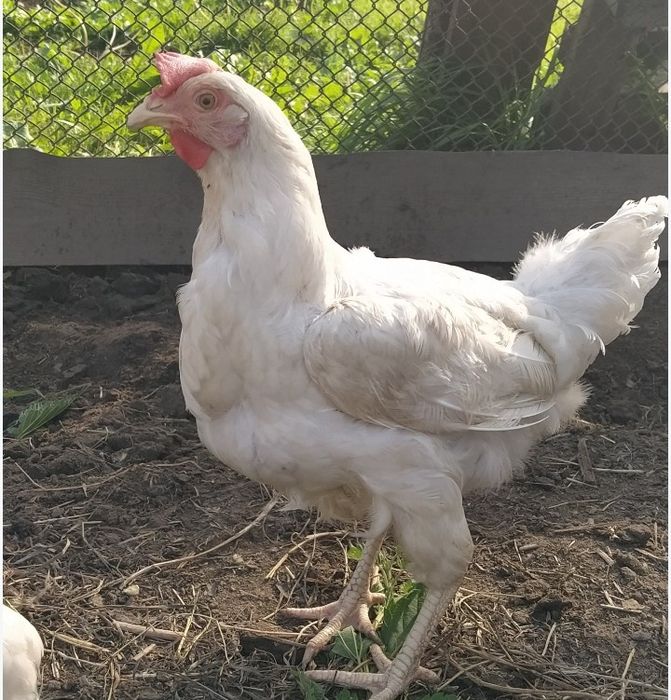 Срочно продам кур