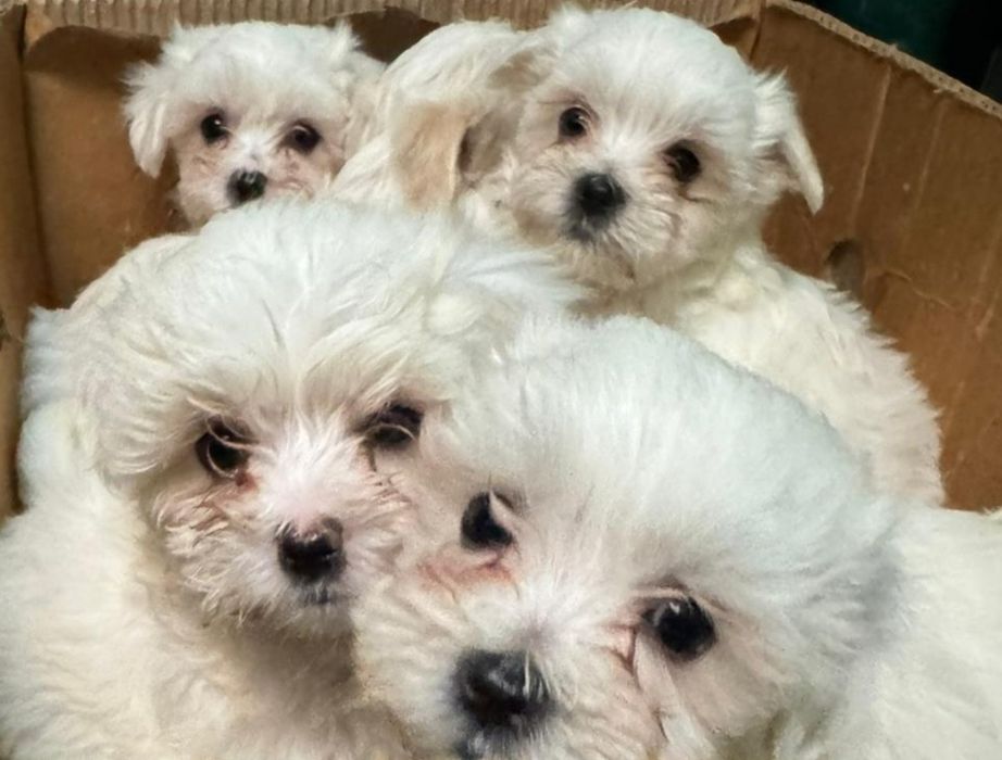 Tableta Samsung Tab A 2019 4G Display Original