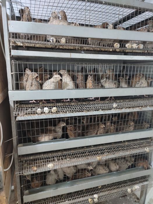 перепелиные и куриные яйца