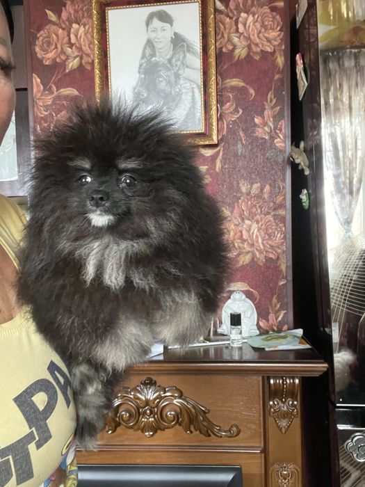 Щенки шпица