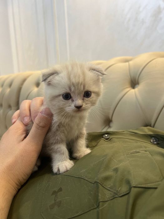 Продаются котята Scottish Fold и Straight