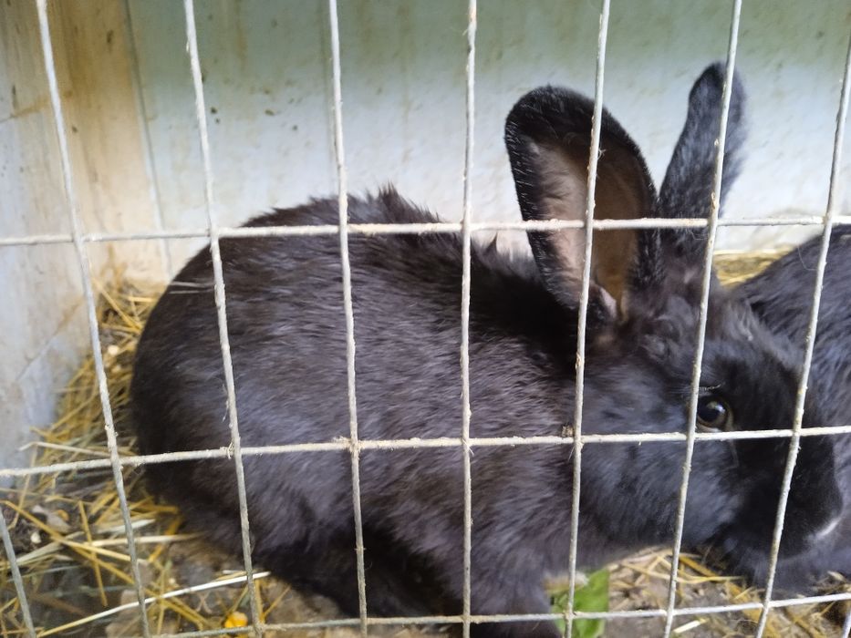 Куен суйиб сотаман