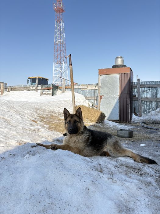 Офчарка  немецки
