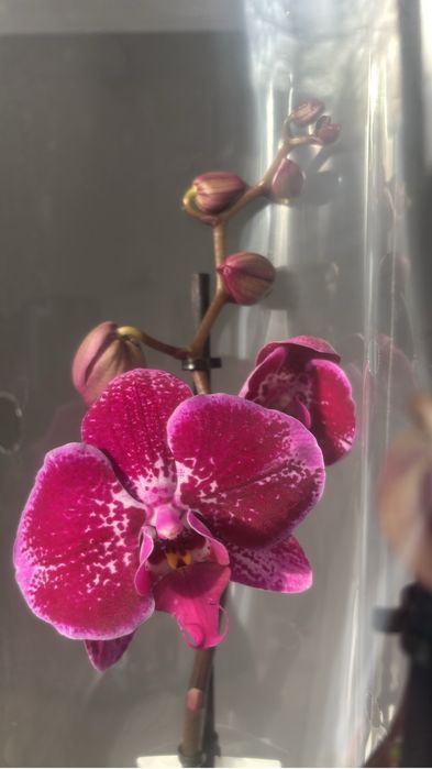 Орхидеи! Орхидея!