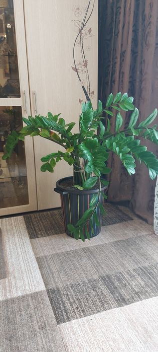 Продам Замиокулькас. Долларовое дерево