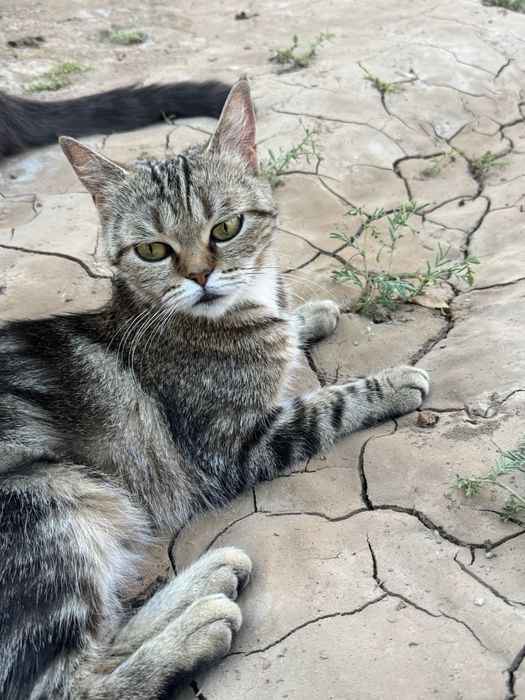 Skotish strayt bengal