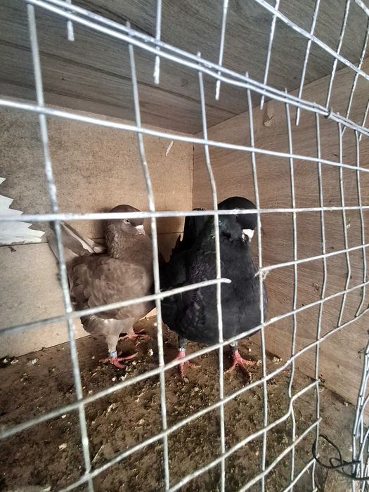 Продавам чифт модени