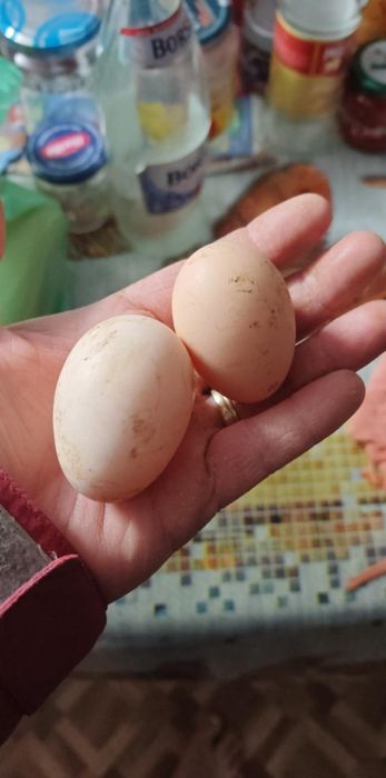 Oua de găini pitice