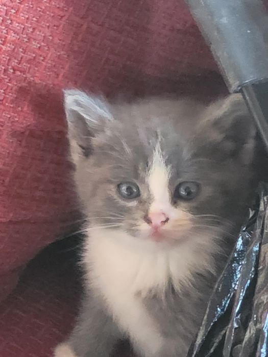 Отдам в хорошие руки