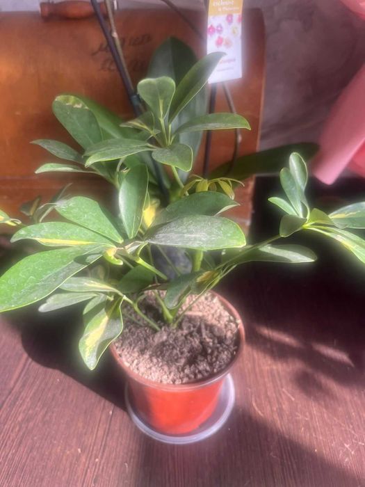 Продаются комнатные цветы