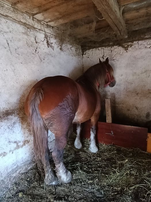 Vând iapă de 5 ani mai multe detalii la tel
