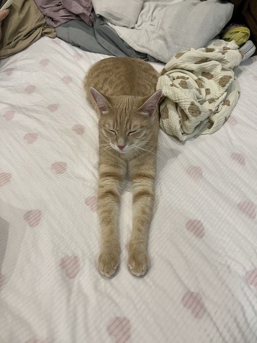 Рыжий кот, подросток